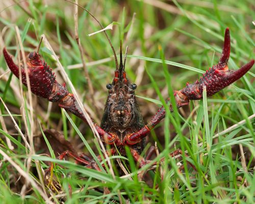 consulta il documento